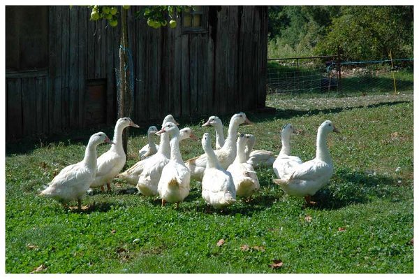 canards