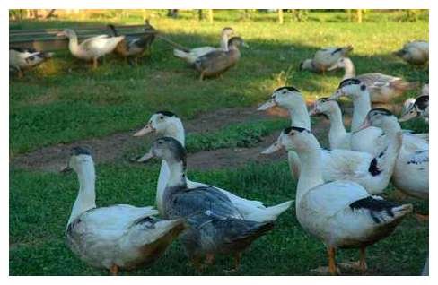 canards1
