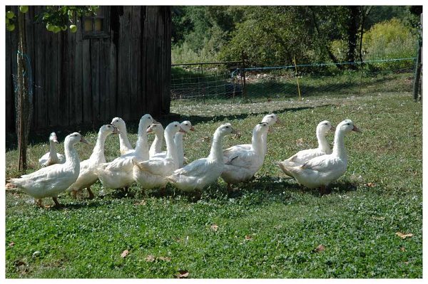 canards2