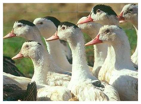 canards3