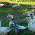 foie-gras perigord dordogne sarlat: bienvenue à la ferme du brusquand: visite gratuite de la ferme avec démontration de gavage et dégustation de produits - Ferme-AUberge- Location de gîtes pour vos vacances - Welcome to the Ferme du Brusquand! At 11 km from Sarlat, medieval capital of the Black Périgord, come and discover a family farm raising and feeding geese and ducks. A free tour followed by a free tasting of our foie gras is organized every day at 05:00 p.m. Foie gras, confit, duck breast, and all the products of our garden are served in our Ferme-Auberge. And, for your holidays, we suggest our two cottages and a beautifully decorated log cabin, fully equipped with pool and Jacuzzi