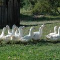foie-gras perigord dordogne sarlat: bienvenue à la ferme du brusquand: visite gratuite de la ferme avec démontration de gavage et dégustation de produits - Ferme-AUberge- Location de gîtes pour vos vacances - Welcome to the Ferme du Brusquand! At 11 km from Sarlat, medieval capital of the Black Périgord, come and discover a family farm raising and feeding geese and ducks. A free tour followed by a free tasting of our foie gras is organized every day at 05:00 p.m. Foie gras, confit, duck breast, and all the products of our garden are served in our Ferme-Auberge. And, for your holidays, we suggest our two cottages and a beautifully decorated log cabin, fully equipped with pool and Jacuzzi