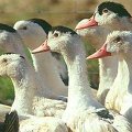foie-gras perigord dordogne sarlat: bienvenue à la ferme du brusquand: visite gratuite de la ferme avec démontration de gavage et dégustation de produits - Ferme-AUberge- Location de gîtes pour vos vacances - Welcome to the Ferme du Brusquand! At 11 km from Sarlat, medieval capital of the Black Périgord, come and discover a family farm raising and feeding geese and ducks. A free tour followed by a free tasting of our foie gras is organized every day at 05:00 p.m. Foie gras, confit, duck breast, and all the products of our garden are served in our Ferme-Auberge. And, for your holidays, we suggest our two cottages and a beautifully decorated log cabin, fully equipped with pool and Jacuzzi