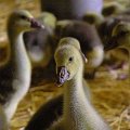 foie-gras perigord dordogne sarlat: bienvenue à la ferme du brusquand: visite gratuite de la ferme avec démontration de gavage et dégustation de produits - Ferme-AUberge- Location de gîtes pour vos vacances - Welcome to the Ferme du Brusquand! At 11 km from Sarlat, medieval capital of the Black Périgord, come and discover a family farm raising and feeding geese and ducks. A free tour followed by a free tasting of our foie gras is organized every day at 05:00 p.m. Foie gras, confit, duck breast, and all the products of our garden are served in our Ferme-Auberge. And, for your holidays, we suggest our two cottages and a beautifully decorated log cabin, fully equipped with pool and Jacuzzi