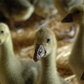 foie-gras perigord dordogne sarlat: bienvenue à la ferme du brusquand: visite gratuite de la ferme avec démontration de gavage et dégustation de produits - Ferme-AUberge- Location de gîtes pour vos vacances - Welcome to the Ferme du Brusquand! At 11 km from Sarlat, medieval capital of the Black Périgord, come and discover a family farm raising and feeding geese and ducks. A free tour followed by a free tasting of our foie gras is organized every day at 05:00 p.m. Foie gras, confit, duck breast, and all the products of our garden are served in our Ferme-Auberge. And, for your holidays, we suggest our two cottages and a beautifully decorated log cabin, fully equipped with pool and Jacuzzi