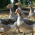 foie-gras perigord dordogne sarlat: bienvenue à la ferme du brusquand: visite gratuite de la ferme avec démontration de gavage et dégustation de produits - Ferme-AUberge- Location de gîtes pour vos vacances - Welcome to the Ferme du Brusquand! At 11 km from Sarlat, medieval capital of the Black Périgord, come and discover a family farm raising and feeding geese and ducks. A free tour followed by a free tasting of our foie gras is organized every day at 05:00 p.m. Foie gras, confit, duck breast, and all the products of our garden are served in our Ferme-Auberge. And, for your holidays, we suggest our two cottages and a beautifully decorated log cabin, fully equipped with pool and Jacuzzi